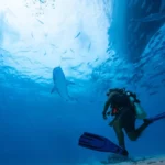 Mergulhador submerso em águas azuis claras. Um grande tubarão-tigre nada perto do mergulhador, com um banco de peixes e um barco visíveis acima.