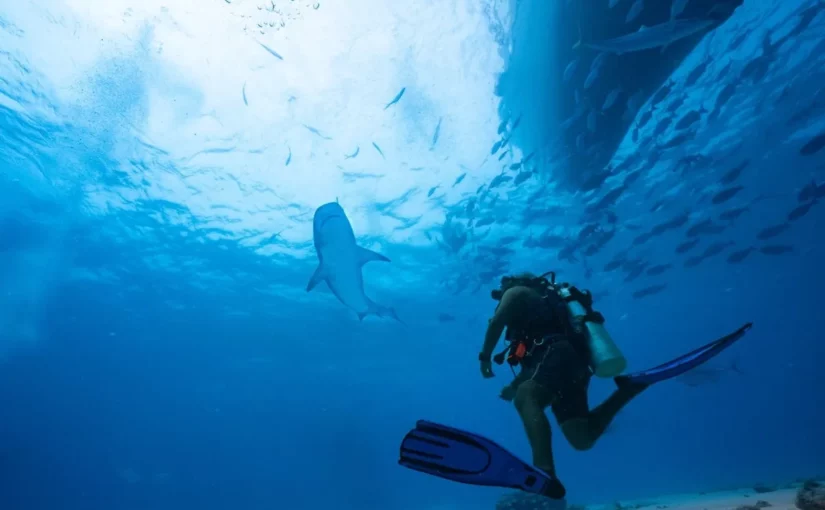 Mergulhador submerso em águas azuis claras. Um grande tubarão-tigre nada perto do mergulhador, com um banco de peixes e um barco visíveis acima.